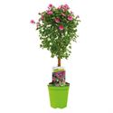 Bild von KP19 Anisodontea  stam Elegance lady